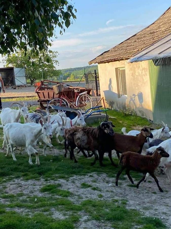 Gosp. Agroturystyczne Stary Gaj Villa Zerkowice Bagian luar foto