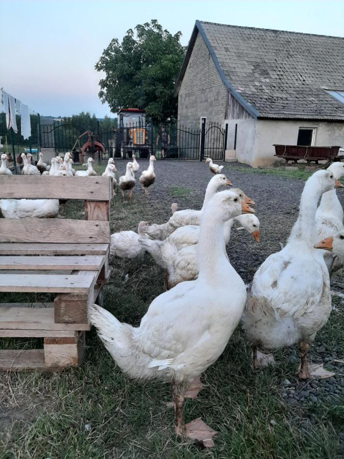 Gosp. Agroturystyczne Stary Gaj Villa Zerkowice Bagian luar foto